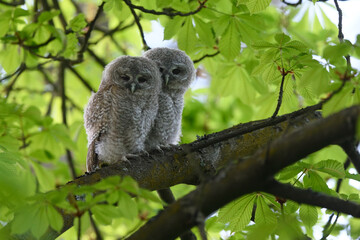 Tawny owl juveniles perched on a chestnut tree