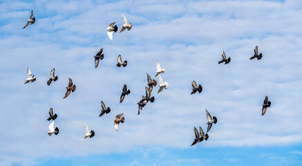 Large group of colorful decorative doves flying against the background of the cloudy blue autumn sky