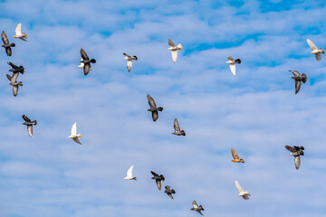 Large group of colorful decorative doves flying against the background of the cloudy blue autumn sky