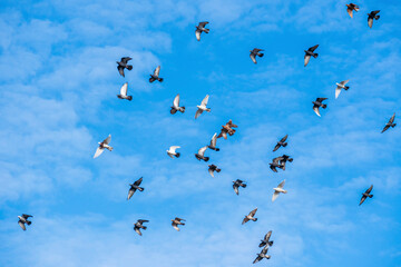 Large group of colorful decorative doves flying against the background of the cloudy blue autumn sky