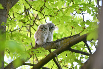 Tawny owl juveniles perched on a chestnut tree