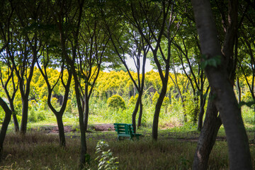 Obraz premium 나무 의자