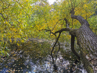 Autumn in the park. Willow with yellowing and falling leaves, growing over the pond and reflected in its water.