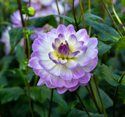 Obraz premium The dahlia (name, Sandia Melody) in the dahlia garden Baden Baden near the lichtentaler alley. Baden Baden, Baden Württemberg, Germany