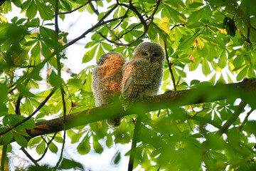 Tawny owl juveniles perched on a chestnut tree