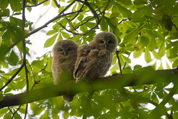 Tawny owl juveniles perched on a chestnut tree