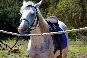 Portrait eines Pferd, eines Reitpferd mit Sattel in der freien Natur.
