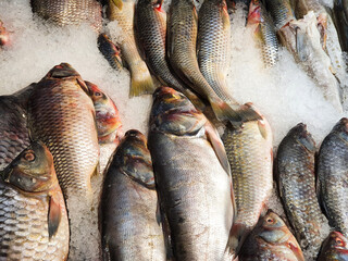 Sea bass fish, carp fish and Salmon fish a lot on ice. City market, counter with seafood. Seafood on display.