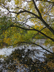 A willow tree leaning over a pond with ducks and fallen leaves floating in its water.