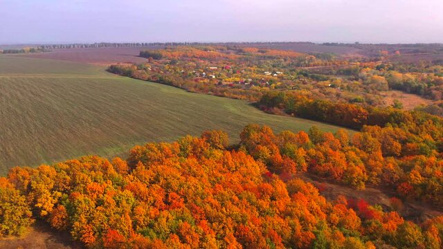 Autumn landscape. Arboretum them. Dokuchaev. 4K aerial photography.