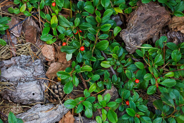 Background, green leaves of the plant on gray stones