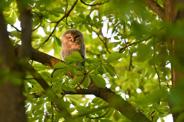 Tawny owl juvenile perched on a chestnut tree