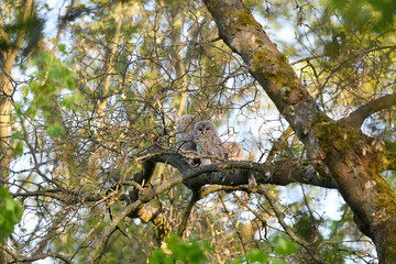 Tawny owl juveniles perched on a maple tree