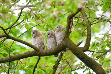 Tawny owl juveniles perched on a cherry tree