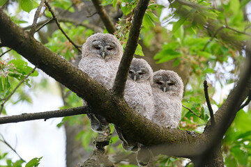 Tawny owl juveniles perched on a cherry tree