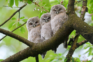 Tawny owl juveniles perched on a cherry tree