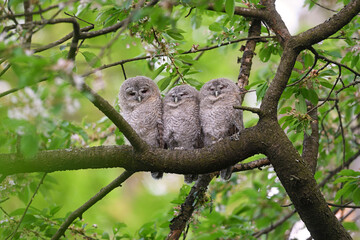 Tawny owl juveniles perched on a cherry tree