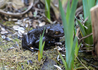 Nahaufnahme einer Erdkröte, einer Bufo Bufo an einem Teich, ihren Laichplatz.
