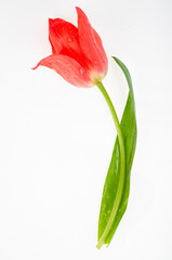 Single red and pink fresh tulip isolated on white background. Studio Photo