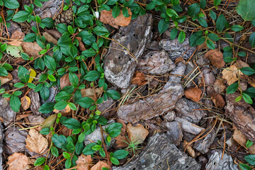 Background, green leaves of the plant on gray stones