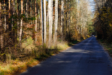 Trees on both sides of the asphalt road