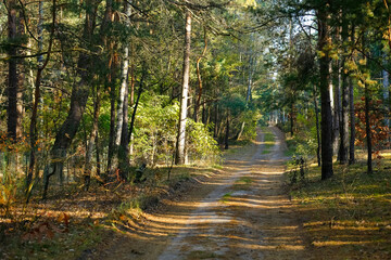 A sunny day and a dirt road through the forest