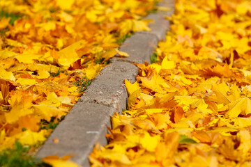 Autumn leaves fallen on the ground
