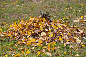 Yellow and brown autumn leaves on the lawn