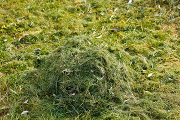 Grass pile on the lawn