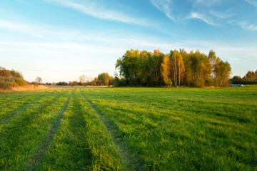 Naklejka premium Green meadow and autumn trees, October day