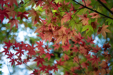 red maple leaves
