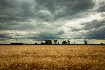 Fototapeta premium Grain field and dark clouds on the sky