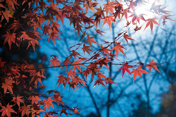 red autumn leaves