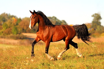 przepiekna kłusująca gniada klacz z bujną grzywą i ogonem na tle jesiennych pastwisk © Daria