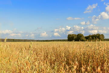 Beautiful summer sunset landscape with oat field. Idyllic summer fields.