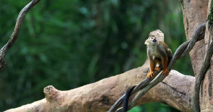 Wild Squirel monkey jumps over tree brunches and jungle lianas in Amazon forest