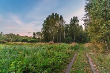 Path in a summer field in sunset time
