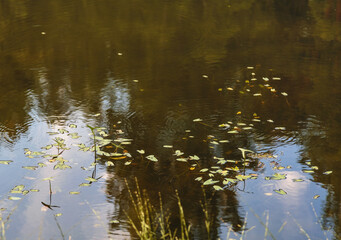 autumnal river near the forest