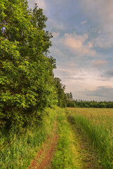 Obraz premium Path in a summer field in sunset time