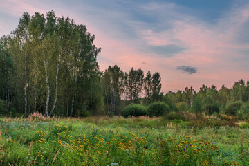 Sunset in summer field