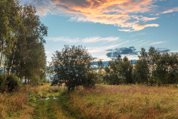 Fototapeta na wymiar Path in a summer field in sunset time