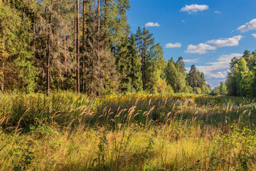 Summer forest and field