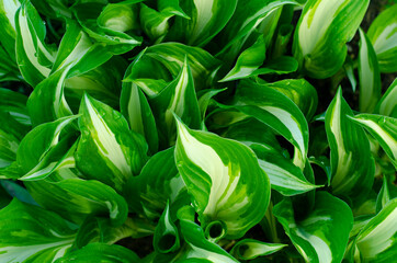 Background, texture, wallpaper of decorative plant leaves. Studio Photo