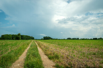 Fototapeta na wymiar Rural road through the fields with young corn