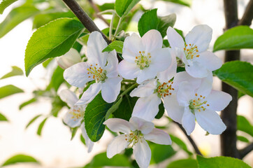 Apple tree branch with delicate white-pink flowers. Studio Photo