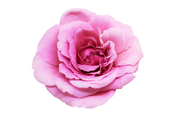 Pink rose flower isolated with clipping path on white background.
