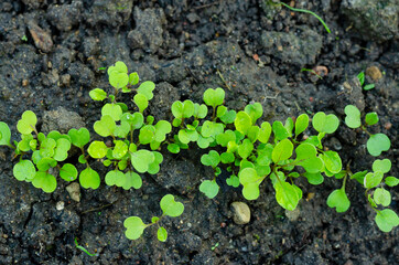 First shoots of greenery in garden bed. Studio Photo