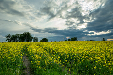 Evening clouds over the yellow rape field