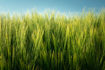 Green barley ears and a fragment of the blue sky