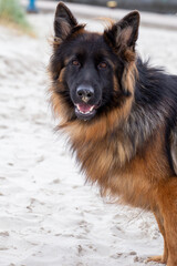 german shepherd dog on beach